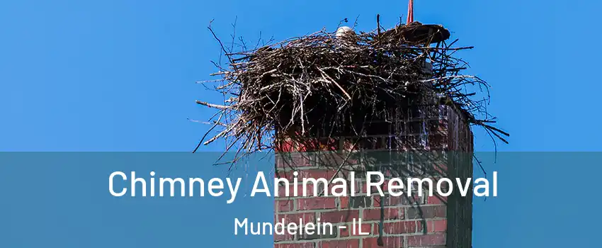 Chimney Animal Removal Mundelein - IL