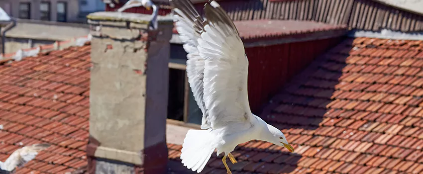 Residential Chimney Animal Removal Solution in Mundelein, IL